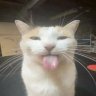 KatTheCatT
