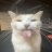 KatTheCatT